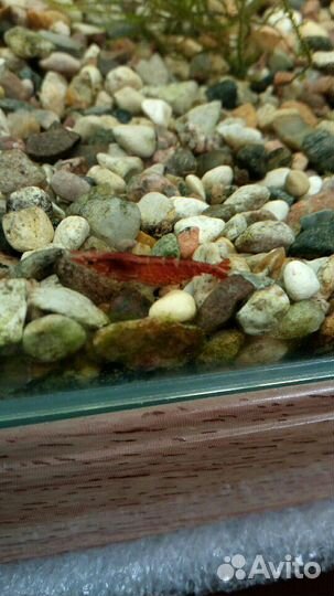 Креветки вишни