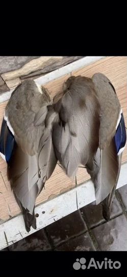 Крылья утки