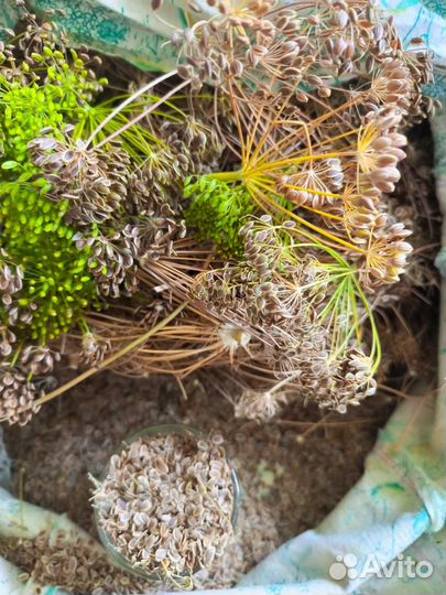 Семена укропа