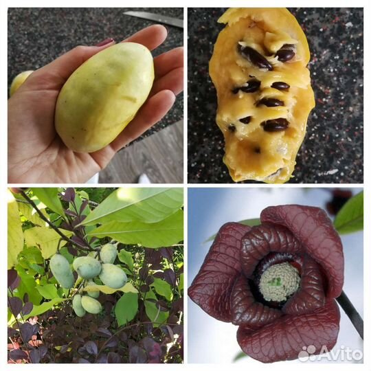 Саженцы Азимина (Пау Пау или банановое дерево)