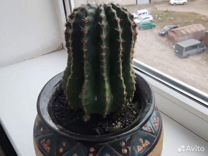 Кактус в горшке
