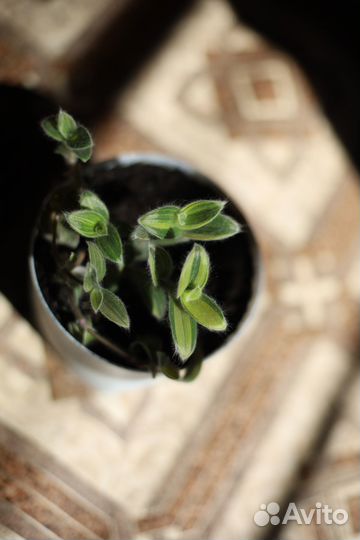 Традесканции сортовые