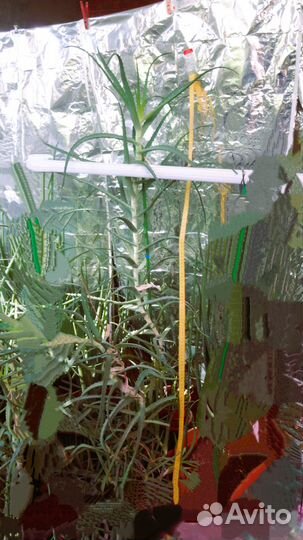 Алоэ Древовидное 9 лет