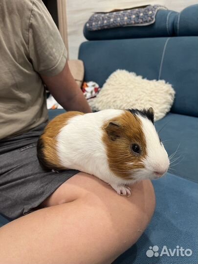 Морская свинка гладкошерстная