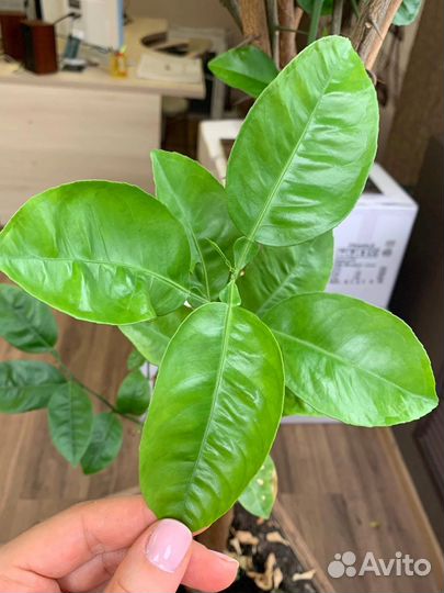 Лимонное дерево