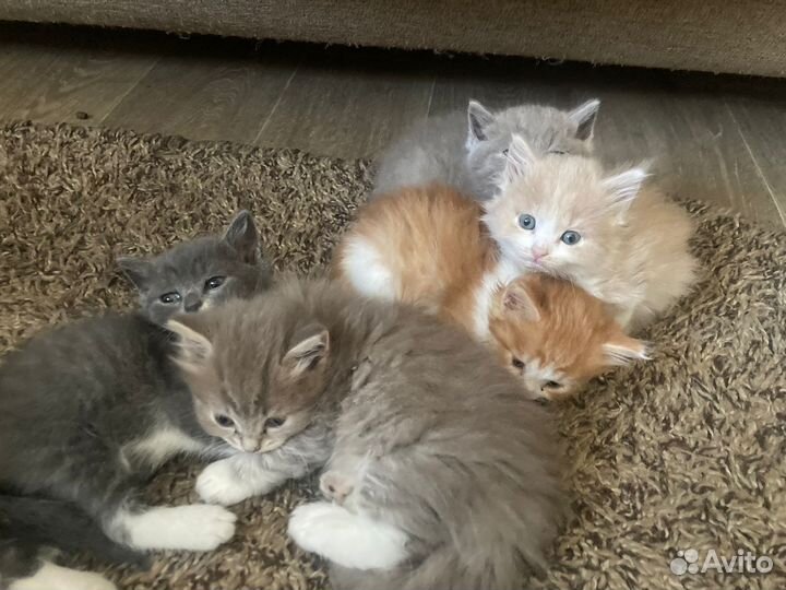 Шикарные котята