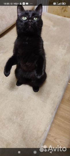 Кошка в дар бесплатно
