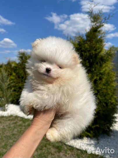 Померанский шпиц