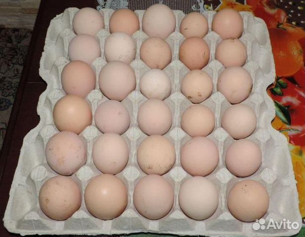 Инкубационное яйцо смешанных пород кур
