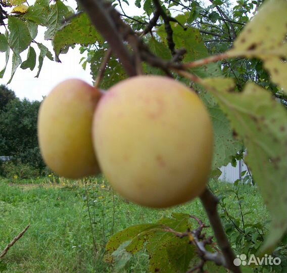 Сливы желтые и синие. Крыжовник черный негус