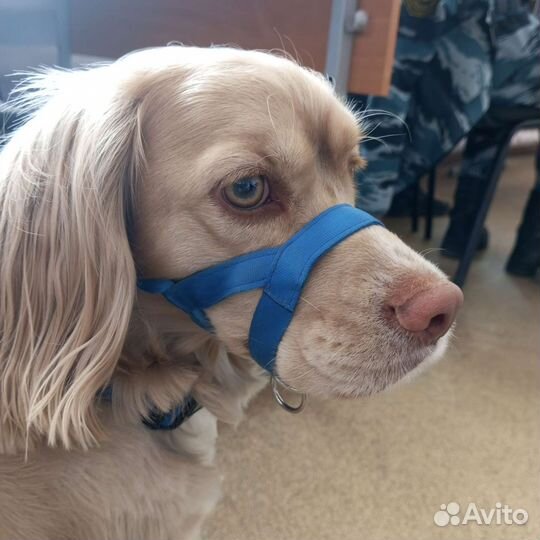 Халти для собак