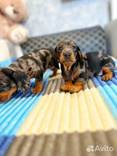 Карликовая такса щенки