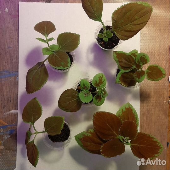 Цветы комнатные