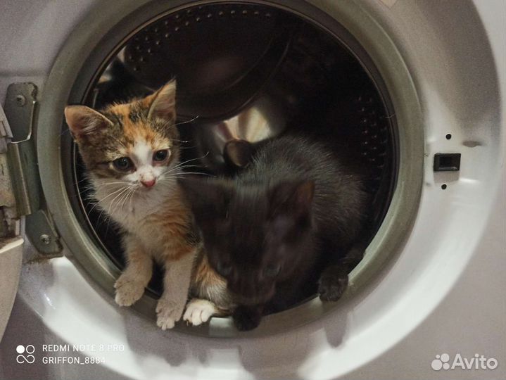 Кошки в добрые руки