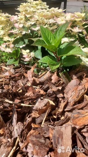 Кора мульча сосны средней фракции