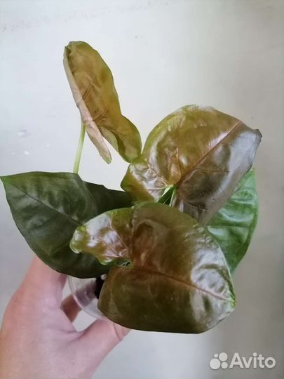 Сингониумы разные, сортовые