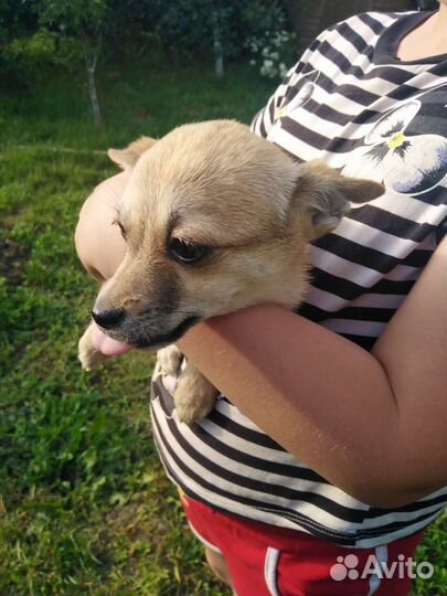 Собаки бесплатно в добрые руки щенки