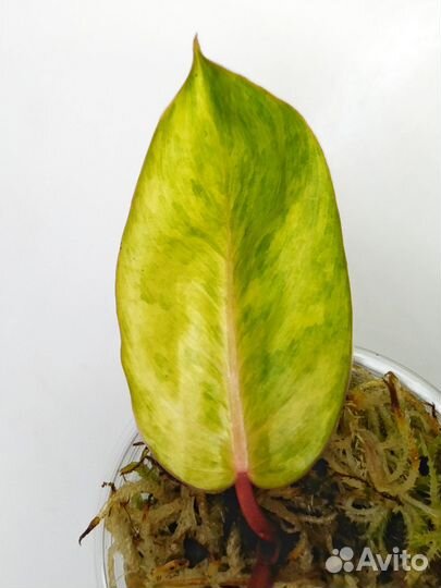 Филодендрон медуза