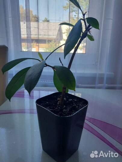Фикус бокальчатоприлистниковый