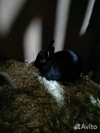 Декоративные кролики