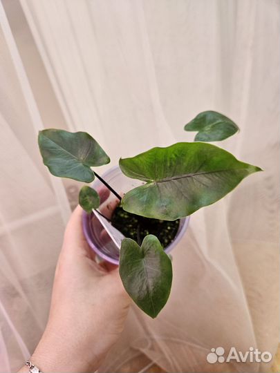 Алоказия макрориза блэк стим зелёная детка от вар