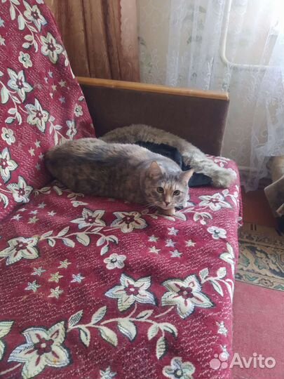 Коты, кошки