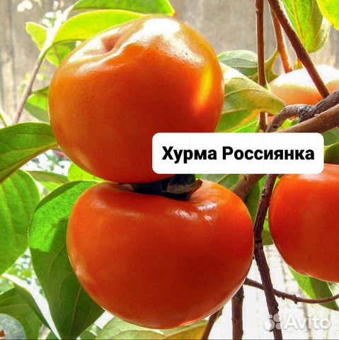 Хурма россиянка опылитель