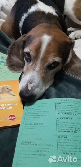 Эстонский Гончий выжлец для вязки Екатеринбу