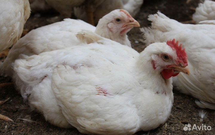 Куры бройлеры живым весом
