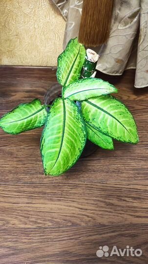 Диффенбахия