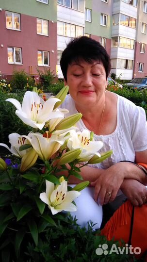 Рассада хризантемы