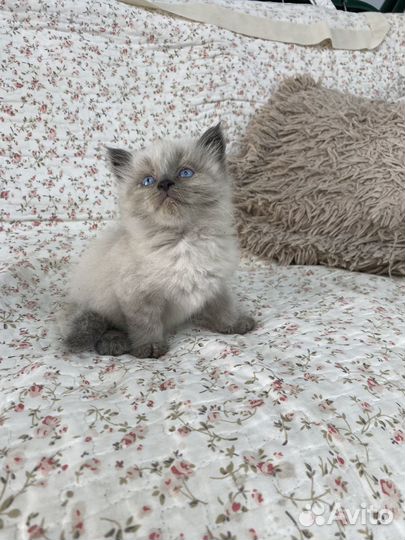 Котята, сиамские котята, черные котята