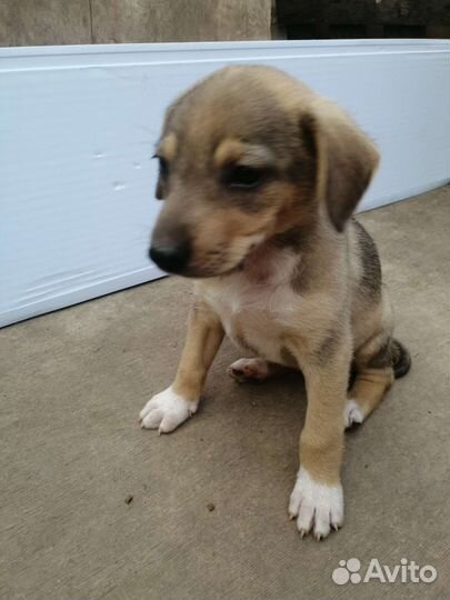 Щенок девочка