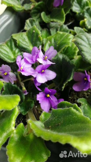 Фиалка мини