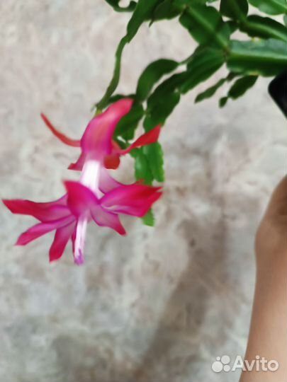 Декабрист шлюмбергера Бакли