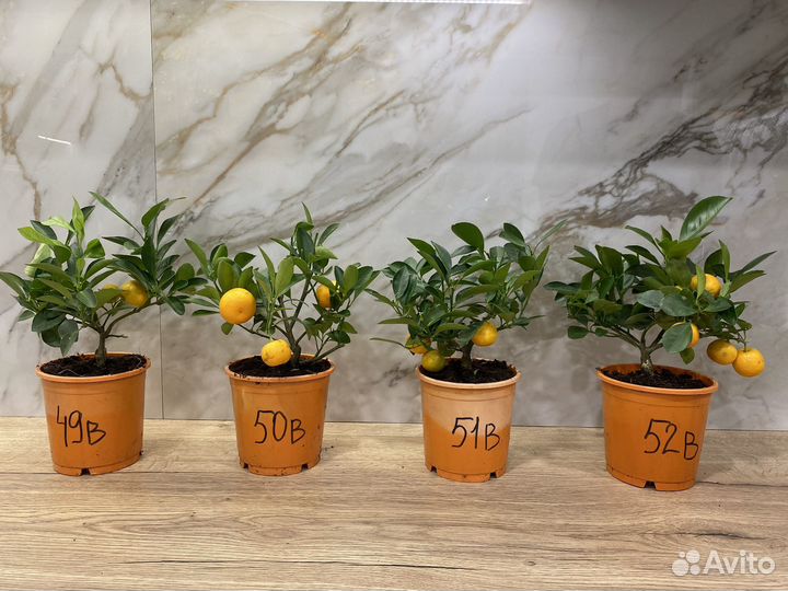 Мандариновое дерево с плодами