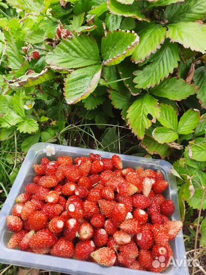 Экскурсовод,гид