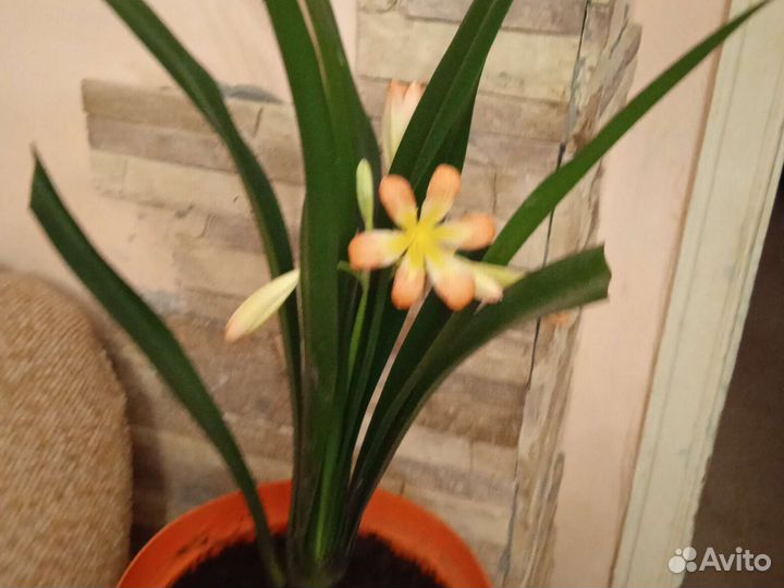 Комнатные цветы