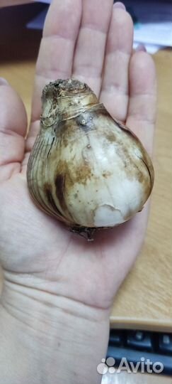 Нарцисс Хеамур