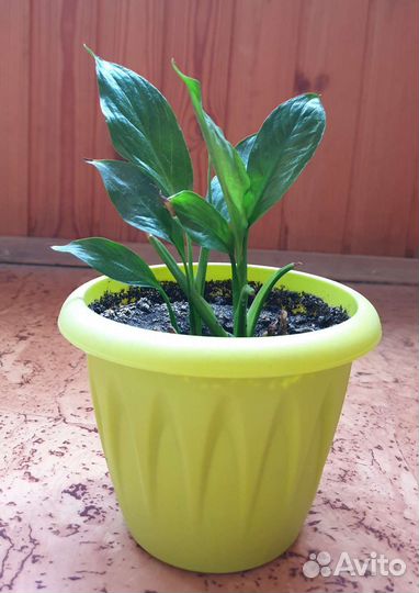 Комнатные растения бесплатно