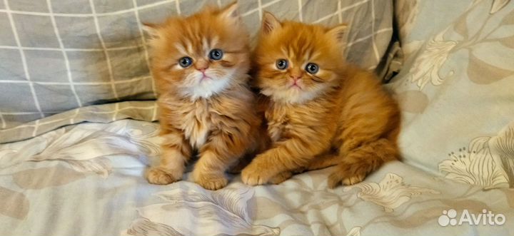 Персидские котята