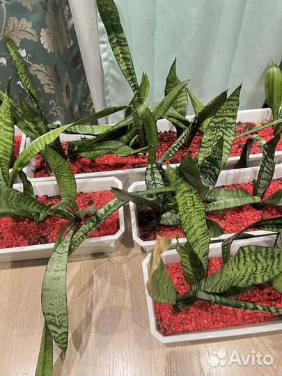 Сансевиерия (тещин язык)