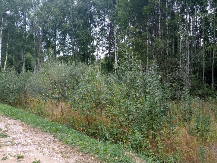 Участок 15,3 сот. (СНТ, ДНП)