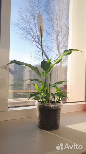 Спатифиллум