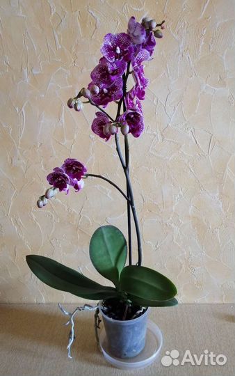Орхидея фаленопсис мультифлора биг лип