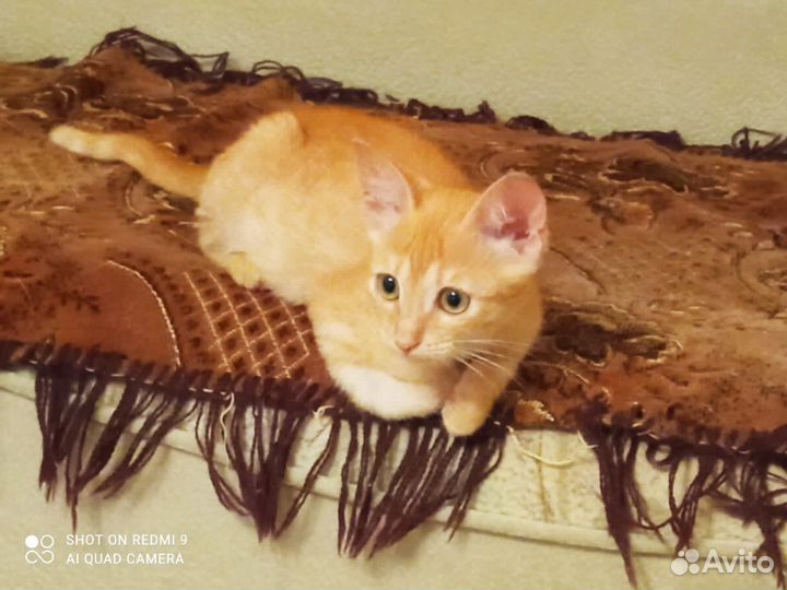 Рыжий котенок