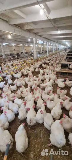 Курица бройлер Росс 308