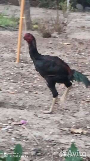 Бойцовский петух