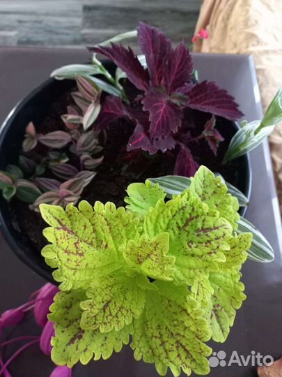 Многолетники