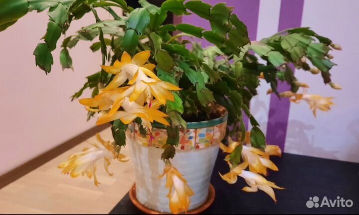 Декабрист желтый